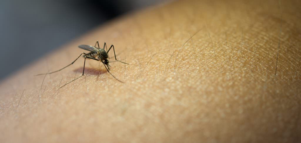 Featured image for “Mosquitronella: Insurance vs. Dengue & Mosquito-borne Diseases”